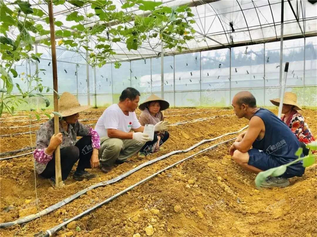 杨金亭在给工人们进行西红柿壮苗种植技术指导