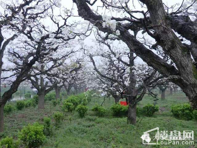 新新家园4月6日活动依旧,在"最美梨园湾"梨花仙子广场等你,为你准备
