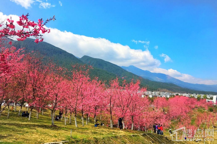 周末约去大理大学,也看看这里的项目