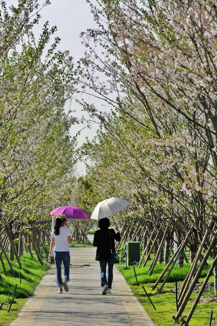 今年樱花节期间,瓯江口十里樱花长廊吸引不少市民前来赏花游玩