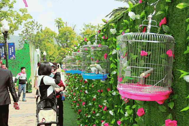 六一三天去哪儿,天新花园百鸟展
