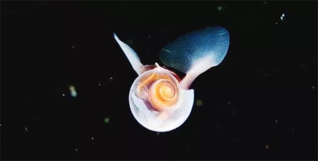 15种奇特的海洋生物,纪录片里都很难看到!