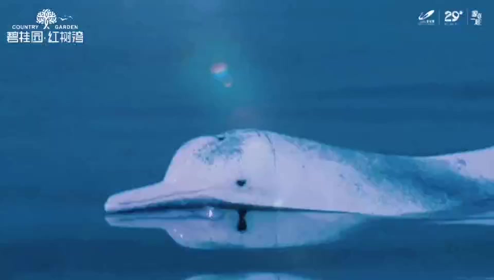 钦州白海豚