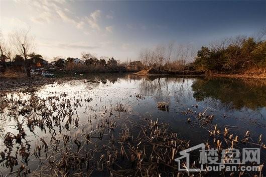 阳光城未来悦附近的西溪湿地