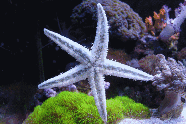 海星经常以强凌弱,贝类,螃蟹,海葵等就是它们欺负的对象