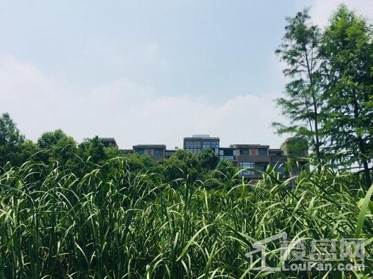 远香湖九号项目景观实景