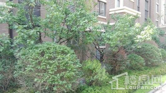 悦时光园区绿化小乔木与灌木