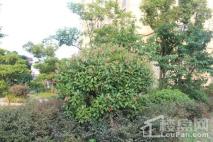 明珠城·锦程苑绿化