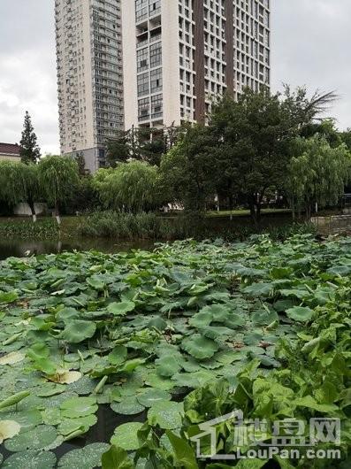  鼎城大厦 元旦特大优惠政策来袭。特价房最低6500一平，送车位一个。