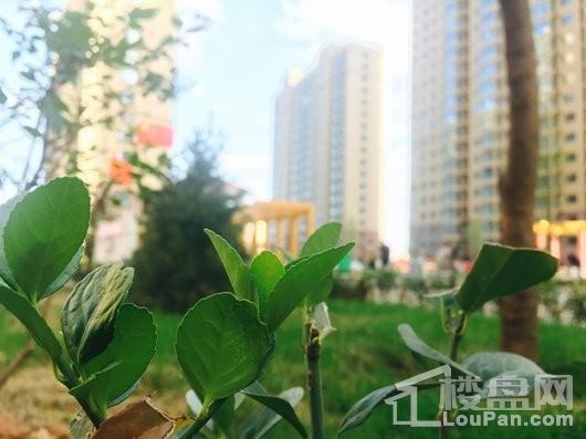 金湛·上城国际小区-植物