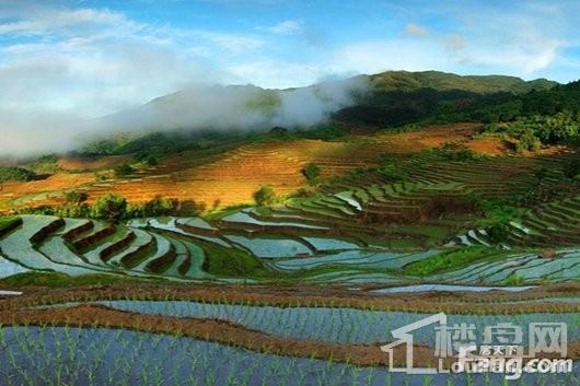 天山丽田周边配套 五指山牙胡梯田