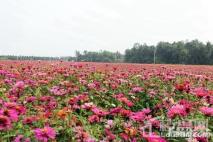 博鳌亚洲湾一期周边配套-龙寿洋花海