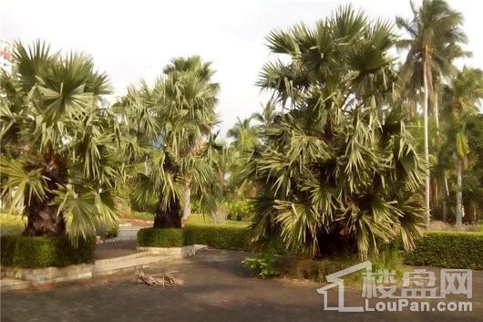 椰风浪琴周边-椰子大观园