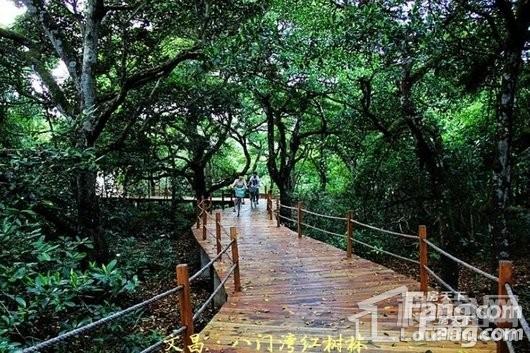 佳龙美墅湖文化旅游城·阳光绿景周边 八门湾红树林