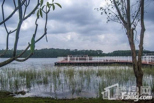 爱克·养生谷周边定安南丽湖湿地