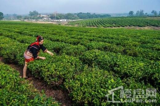 四季春天温泉小镇配套图