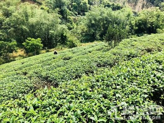 泺海蝶泉湾周边配套-五指山有机观光茶园