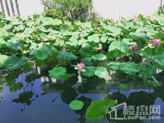 江南岸小区