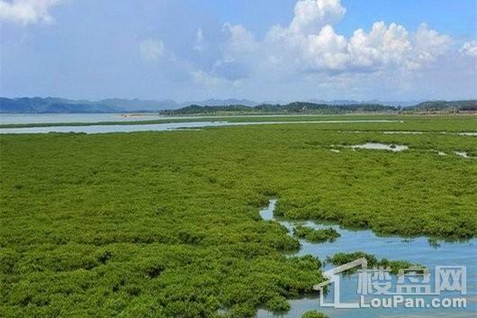 近海湾周边配套 原生态绿地