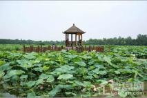 绿地中心468星曜附近三圣花乡风景区