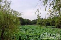 伟星天玺项目附近神山公园