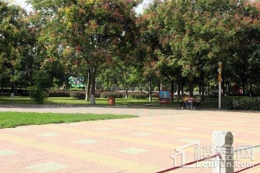 润江紫宸院项目周边人民公园树木