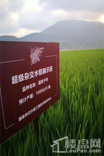 碧桂园齐瓦颂三亚市水稻国家公园