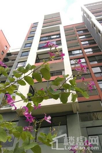 海晟·逸清园窗外的紫荆花