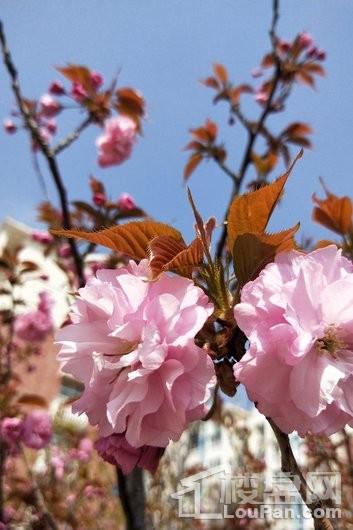 凯旋山海颐园项目绿化樱花