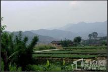 映山红花园周边风景