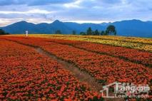 泰禾蓝山院子玛奇雅朵花海