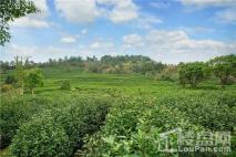 泉山雅院项目周边风景