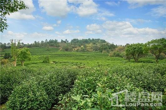 泉山雅院项目周边风景