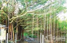 融创海湾半岛亚婆角海滨旅游区一树成林