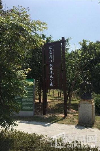 碧桂园城市之光周边配套-红树林湿地公园