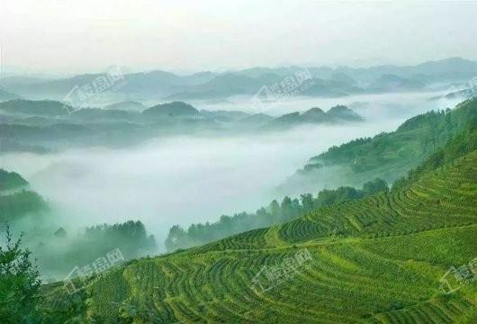 璧山新鸥鹏·凤凰城三合茶山