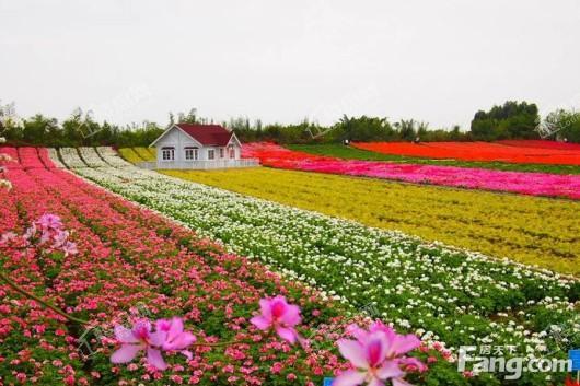 城投·首筑花园距离项目20公里的百万葵园