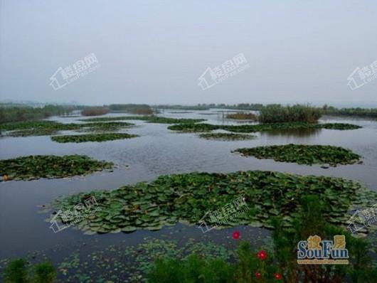 麒麟湿地万科小镇周边临近的七里海国家湿地公园