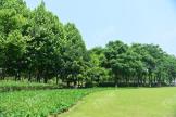 北辰·香麓中央公园景观图