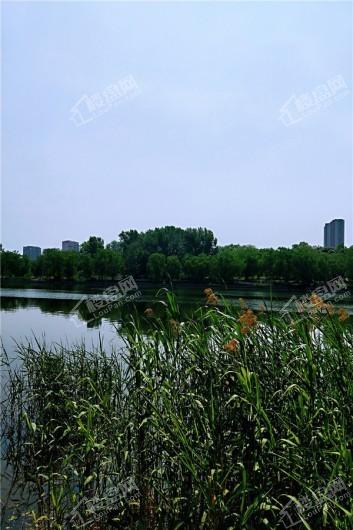 锋泰·尚城国际C区柳泉湿地公园