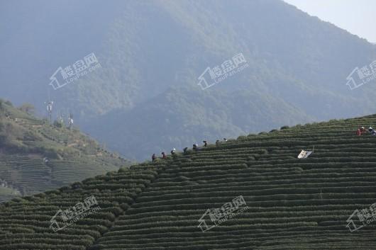 龙坞茶镇住宅项目万亩茶园3