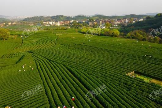 龙坞茶镇住宅项目万亩茶园1