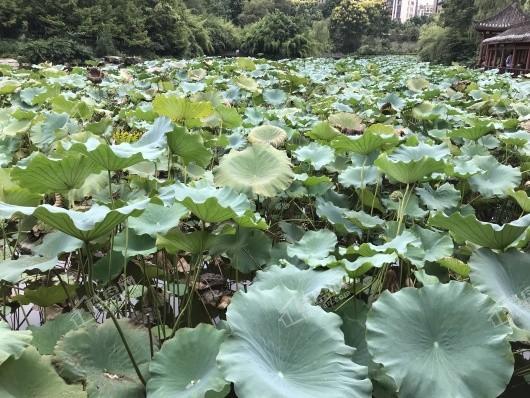 中海天钻周边龙头寺公园