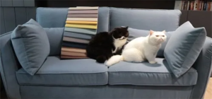 猫抓布沙发建议买吗