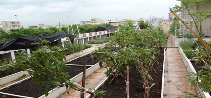 屋顶上垫土种菜屋面能承受多大压力