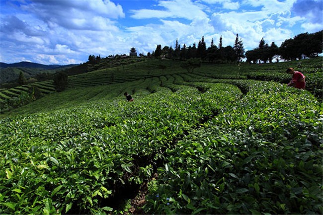 茶香四溢，品鉴浙江梅峰的制茶艺术