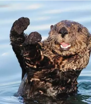 春节激情已退,生活回到原位"表情包王者"水獭亮相大理海洋世界-大理