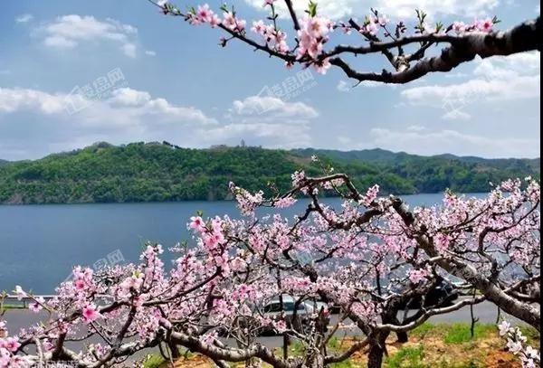 资兴白廊赏桃花