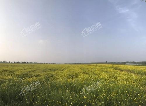 任丘出岸油菜花图片