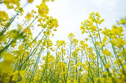 任丘出岸油菜花图片